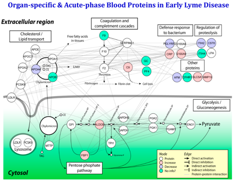 Measurement of Organ-Specific and Acute-Phase Blood Protein Levels in Early Lyme Disease