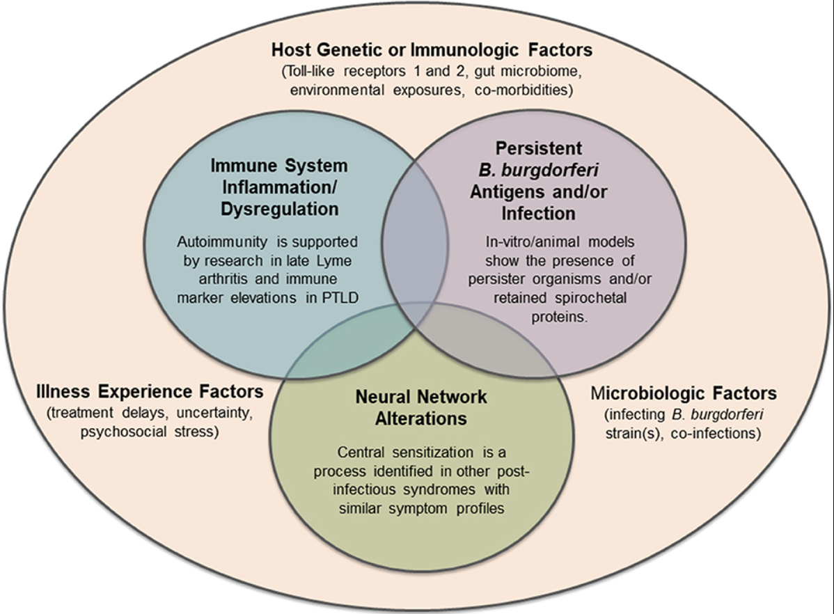 Potential mechanisms of persistent symptoms in Lyme disease