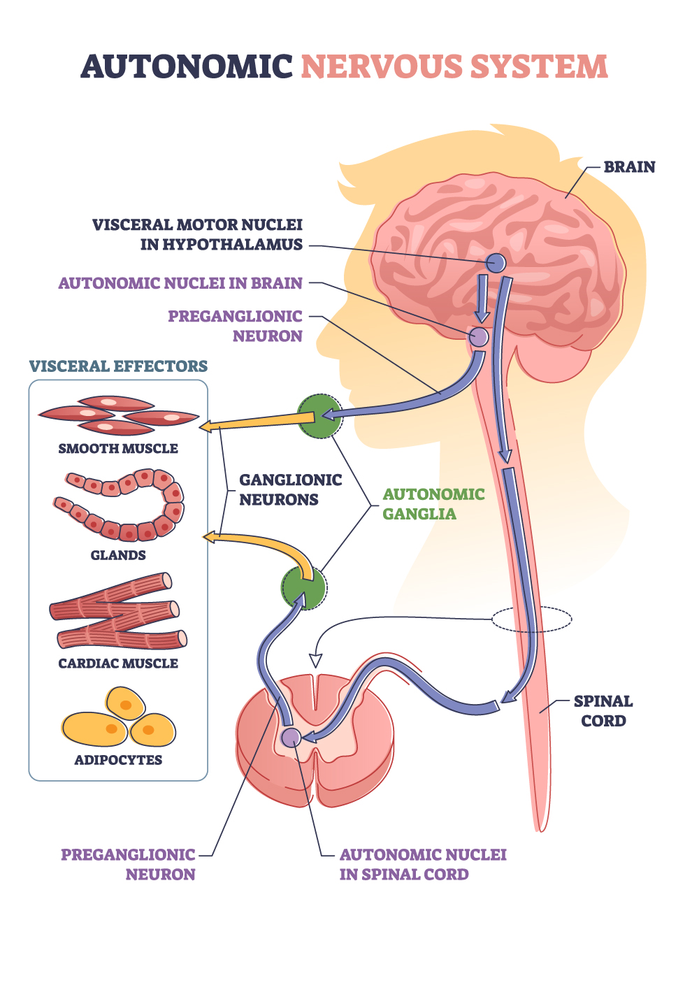 People with Lyme Disease Can Suffer From Dysautonomia & POTS Johns